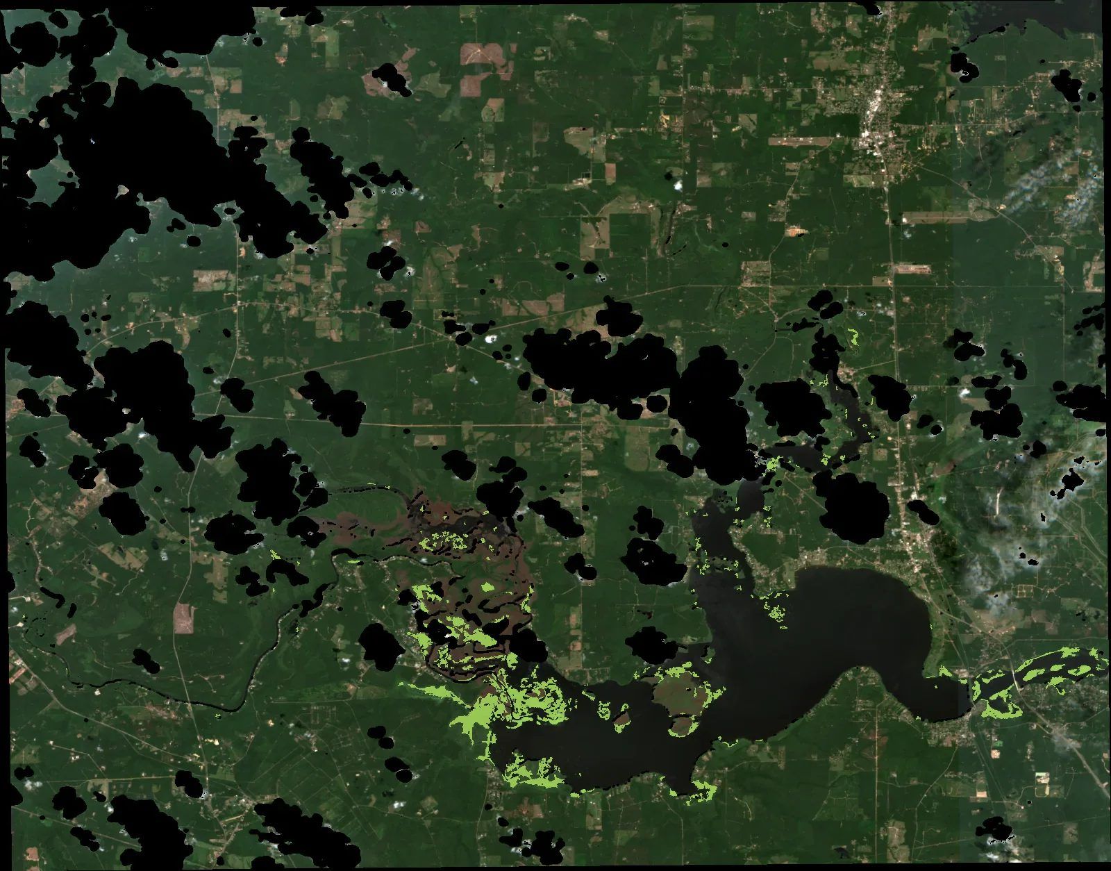Caddo Lake, August 2025, with detected giant salvinia highlighted
